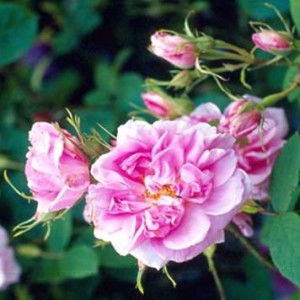 rosa-damascena.jpg